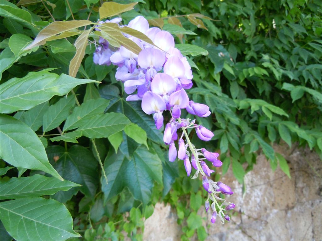 Wisteria sinensis